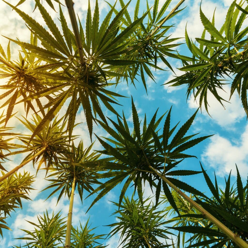 cannabis-6