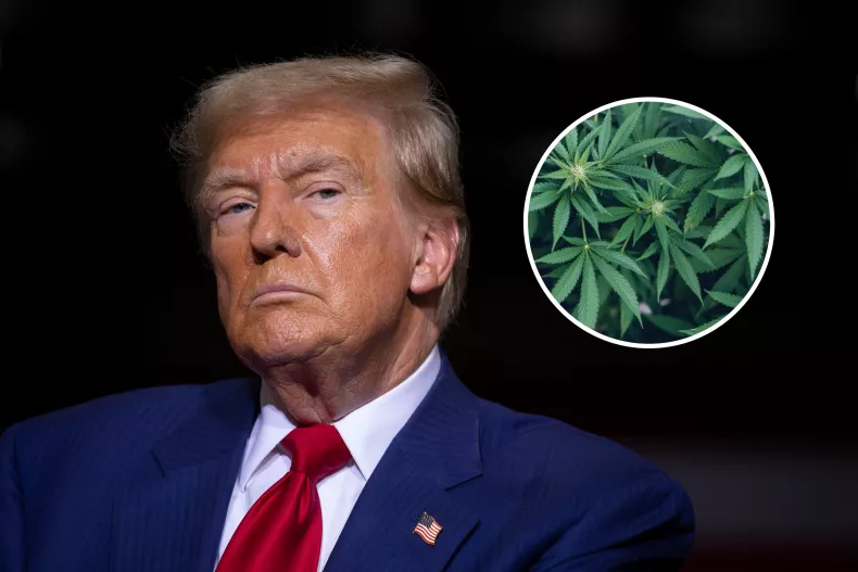 trump-weed